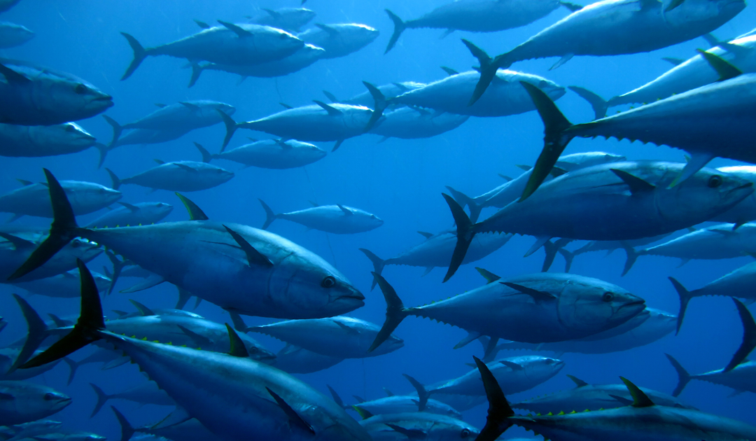 La UE destina 126,9 millones de euros para restaurar océanos y proyectos medioambientales