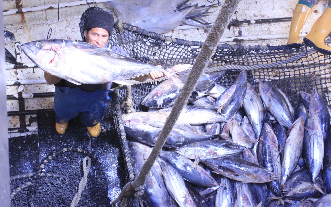 La costera del bonito registra una reducción en las capturas del 25-30% respecto al año anterior