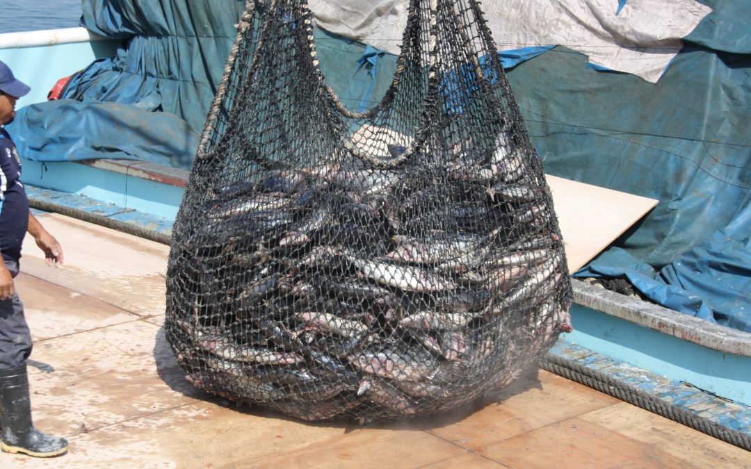 Disminución del consumo de pescado en Gran Bretaña: desafíos y oportunidades para la industria pesquera