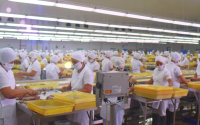 Día Mundial del Atún: Manta es el corazón de una industria que alimenta al mundo