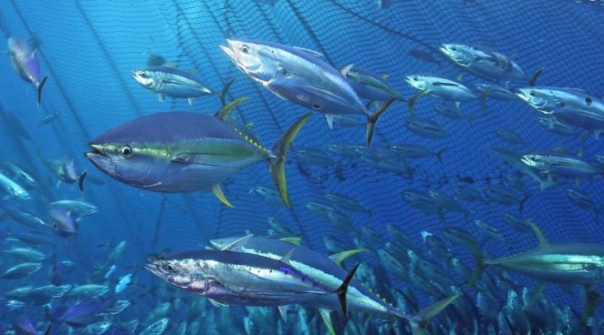 La Unión Europea y Cabo Verde renuevan acuerdo pesquero por cinco años más