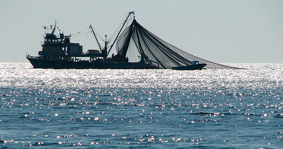 Grupos conservacionistas demandan al gobierno de EEUU por incumplimiento de ley de protección marina