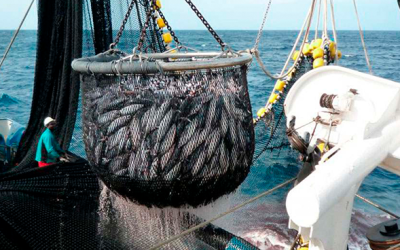 Flota atunera europea pierde terreno ante la competencia en el Atlántico