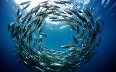 Entra en vigor histórico tratado para proteger la biodiversidad en aguas internacionales
