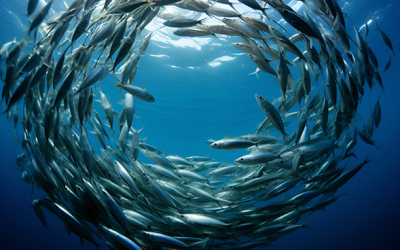 El 97% de las capturas de atún en estado saludable de abundancia