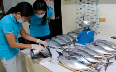 Filipinas logra la reproducción de túnido en cautiverio