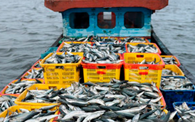El sector pesquero europeo alerta del riesgo que supone el libre acceso del atún indonesio al mercado de la UE